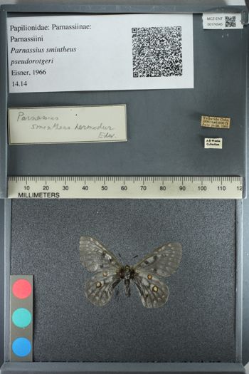 Media type: image;   Entomology 174545